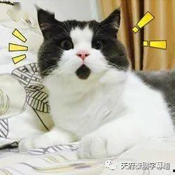 狍子先生爆料视频大全最新,揭秘娱乐圈不为人知的幕后故事